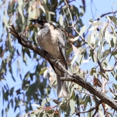 Philemon corniculatus at Dunlop, ACT - 22 Sep 2019 12:20 PM