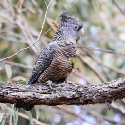 Callocephalon fimbriatum (Gang-gang Cockatoo) at Dunlop, ACT - 22 Sep 2019 by Alison Milton