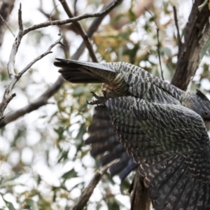 Callocephalon fimbriatum at Dunlop, ACT - 22 Sep 2019