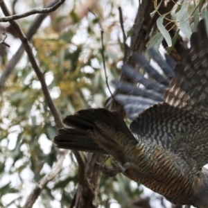 Callocephalon fimbriatum at Dunlop, ACT - suppressed