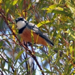 Pachycephala rufiventris (Rufous Whistler) at Denman Prospect, ACT - 24 Sep 2019 by RodDeb