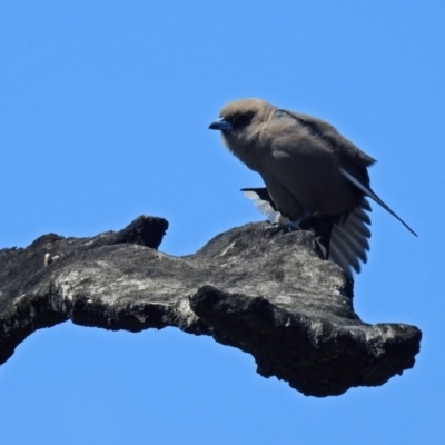 Artamus cyanopterus cyanopterus (Dusky Woodswallow) at Denman Prospect, ACT - 24 Sep 2019 by RodDeb