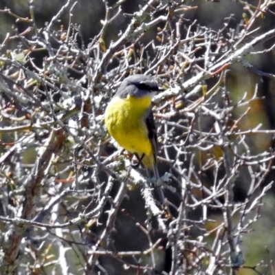 Eopsaltria australis (Eastern Yellow Robin) at Denman Prospect 2 Estate Deferred Area (Block 12) - 24 Sep 2019 by RodDeb