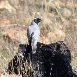 Coracina novaehollandiae at Denman Prospect, ACT - 24 Sep 2019