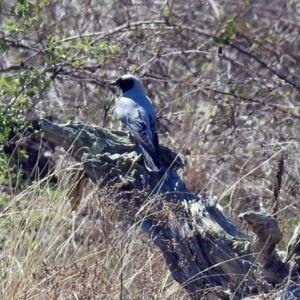 Coracina novaehollandiae at Denman Prospect, ACT - 24 Sep 2019