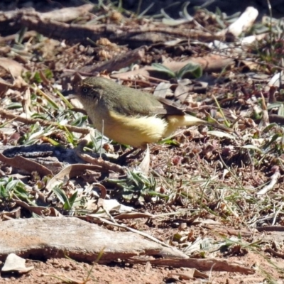 Acanthiza reguloides (Buff-rumped Thornbill) at Denman Prospect, ACT - 24 Sep 2019 by RodDeb