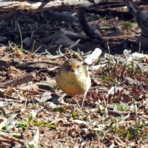 Acanthiza reguloides at Denman Prospect, ACT - 24 Sep 2019 11:32 AM