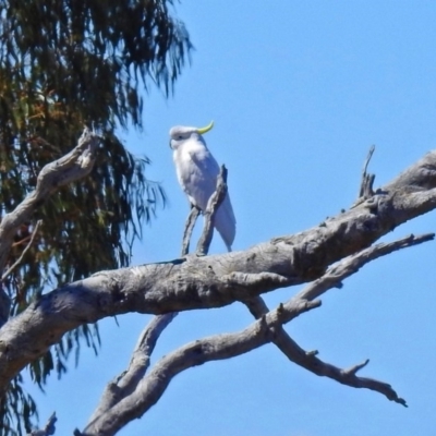 Cacatua galerita (Sulphur-crested Cockatoo) at Denman Prospect, ACT - 24 Sep 2019 by RodDeb