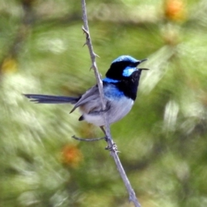 Malurus cyaneus at Denman Prospect, ACT - 24 Sep 2019 12:54 PM