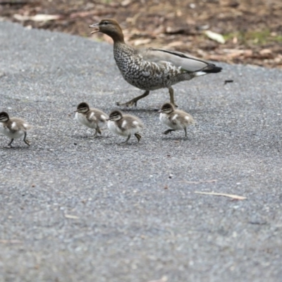 Chenonetta jubata (Australian Wood Duck) at Belconnen, ACT - 17 Sep 2019 by AlisonMilton