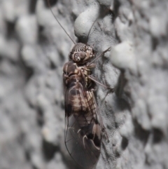 Psocodea 'Psocoptera' sp. (order) at Hackett, ACT - 23 Sep 2019 11:56 AM