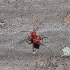 Unidentified True bug (Hemiptera, Heteroptera) at Hackett, ACT - 22 Sep 2019 by TimL