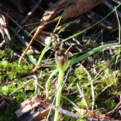 Pterostylis pedunculata (Maroonhood) at Hackett, ACT - 25 Sep 2019 by petersan