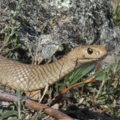 Pseudonaja textilis (Eastern Brown Snake) at Theodore, ACT - 25 Sep 2019 by owenh