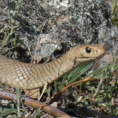 Pseudonaja textilis (Eastern Brown Snake) at Tuggeranong Hill - 25 Sep 2019 by Owen