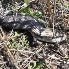 Tiliqua scincoides scincoides (Eastern Blue-tongue) at Theodore, ACT - 24 Sep 2019 by Owen