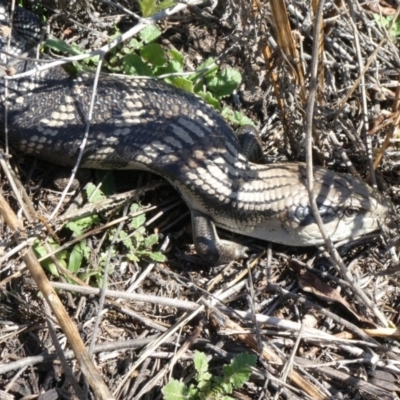 Tiliqua scincoides scincoides (Eastern Blue-tongue) at Theodore, ACT - 25 Sep 2019 by owenh