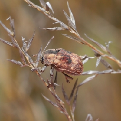 Cadmus (Cadmus) gigas (Leaf beetle) at Hackett, ACT - 24 Sep 2019 by TimL