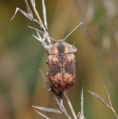 Cadmus (Cadmus) gigas at Hackett, ACT - 24 Sep 2019 12:02 PM