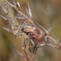 Cadmus (Cadmus) gigas at Hackett, ACT - 24 Sep 2019 12:02 PM