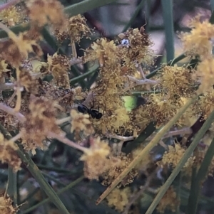 Anonychomyrma sp. (genus) at Aranda, ACT - 25 Sep 2019