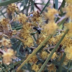 Anonychomyrma sp. (genus) at Aranda, ACT - 25 Sep 2019