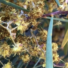 Anonychomyrma sp. (genus) at Aranda, ACT - 25 Sep 2019