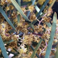 Anonychomyrma sp. (genus) at Aranda, ACT - 25 Sep 2019