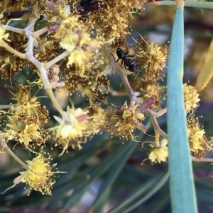 Anonychomyrma sp. (genus) at Aranda, ACT - 25 Sep 2019