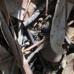 Lycosidae (family) (Wolf spider) at Aranda, ACT - 25 Sep 2019 by Jubeyjubes