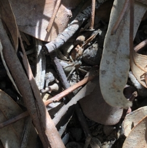 Lycosidae (family) at Aranda, ACT - 25 Sep 2019 03:17 PM