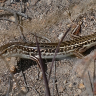 Ctenotus orientalis (Oriental Striped-skink) at Tuggeranong Hill - 16 Oct 2018 by Owen