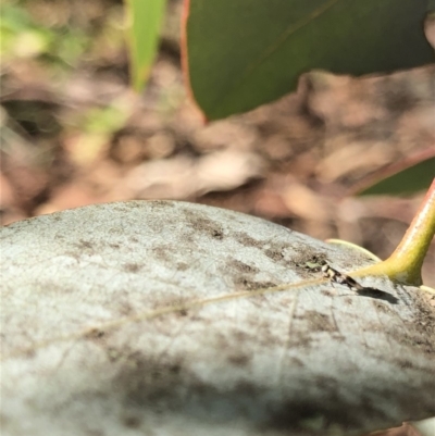 Apocrita (suborder) (Unidentified wasp) at Aranda, ACT - 25 Sep 2019 by Jubeyjubes