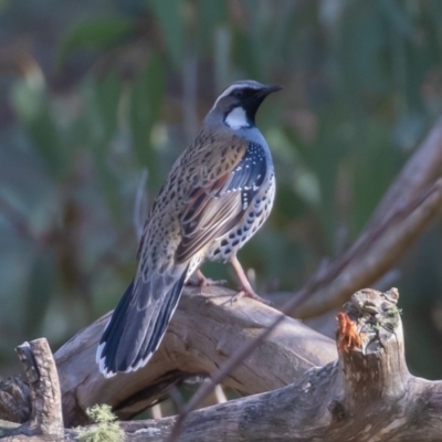 Cinclosoma punctatum (Spotted Quail-thrush) at Molonglo Gorge - 25 Sep 2019 by rawshorty