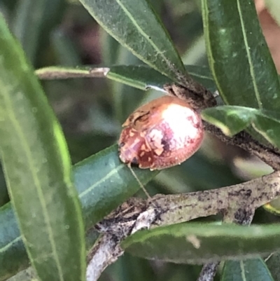 Unverified Beetle (Coleoptera) at Aranda, ACT - 25 Sep 2019 by Jubeyjubes
