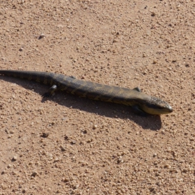 Tiliqua scincoides scincoides (Eastern Blue-tongue) at Black Range, NSW - 25 Sep 2019 by MatthewHiggins