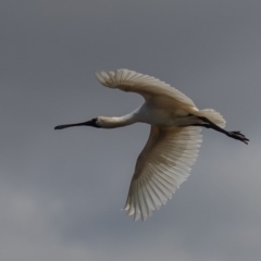 Platalea regia (Royal Spoonbill) at Fyshwick, ACT - 25 Sep 2019 by rawshorty