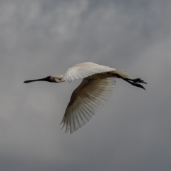 Platalea regia at Fyshwick, ACT - 25 Sep 2019 11:23 AM