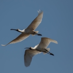 Platalea regia at Fyshwick, ACT - 25 Sep 2019