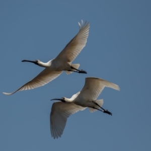 Platalea regia at Fyshwick, ACT - 25 Sep 2019