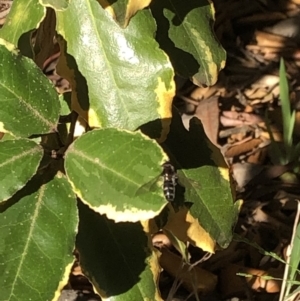 Syrphidae (family) at Aranda, ACT - 25 Sep 2019