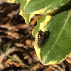 Syrphidae (family) at Aranda, ACT - 25 Sep 2019 04:17 PM