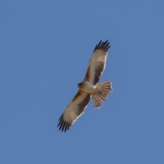 Hieraaetus morphnoides (Little Eagle) at Fyshwick, ACT - 25 Sep 2019 by rawshorty