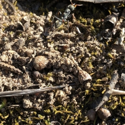 Myrmecia sp., pilosula-group (Jack jumper) at Aranda, ACT - 25 Sep 2019 by Jubeyjubes