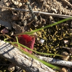 Myrmecia sp., pilosula-group at Aranda, ACT - 25 Sep 2019