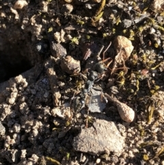 Myrmecia sp., pilosula-group at Aranda, ACT - 25 Sep 2019