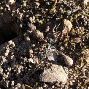 Myrmecia sp., pilosula-group at Aranda, ACT - 25 Sep 2019