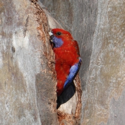 Platycercus elegans (Crimson Rosella) at Deakin, ACT - 25 Sep 2019 by JackyF