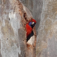 Platycercus elegans at Deakin, ACT - 25 Sep 2019