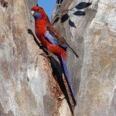 Platycercus elegans at Deakin, ACT - 25 Sep 2019